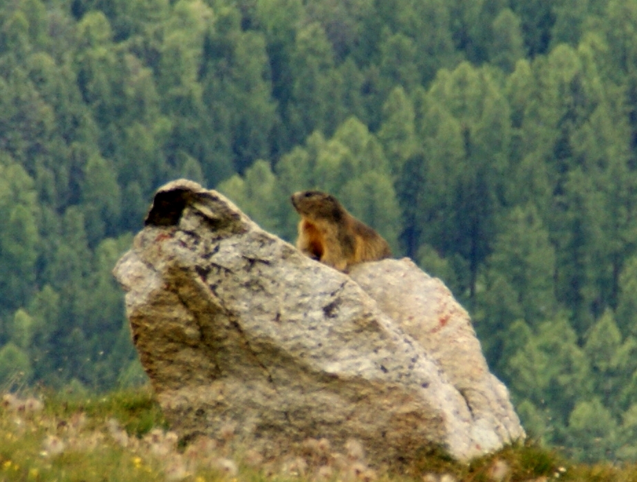 On the way down we saw several marmots, although we never managed to get particularly close to one, as you can tell from the extreme zoom I had to use to get this photo.
